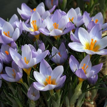 Sieber-Krokus Firefly - Crocus sieberi