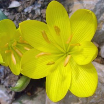 Sternbergia lutea - Herbst-Goldbecher