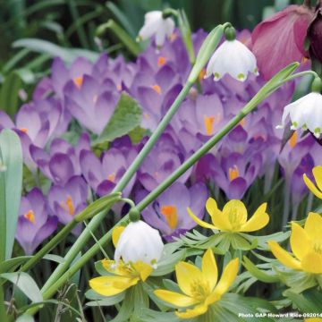 Crocus tommasinianus Lilac Beauty 