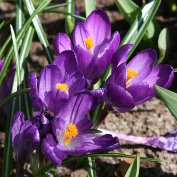 Großblütiger Krokus Flower Record - Crocus