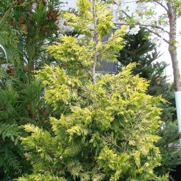 Cupressocyparis leylandii Gold Rider - Leyland-Zypresse