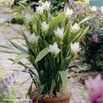 Curcuma alismatifolia White - Safranwurz