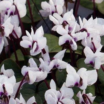 Cyclamen coum Album (Birne) - Frühlings Alpenveilche