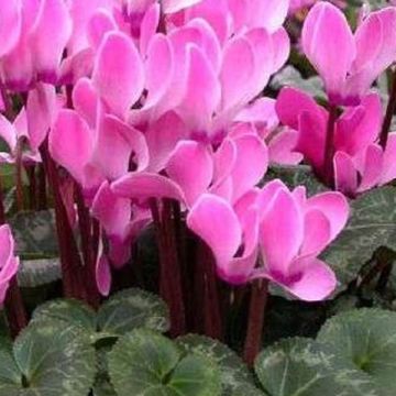 Cyclamen persicum - Zimmer-Alpenveilchen