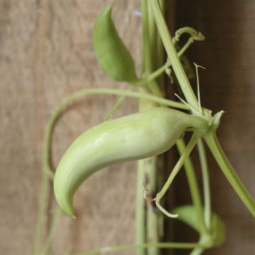 Springgurke Caigua - Cyclanthera pedata