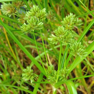 Cyperus glaber - Kahles Zypergras