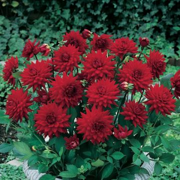 Dahlia cactus nain Red Pygmy