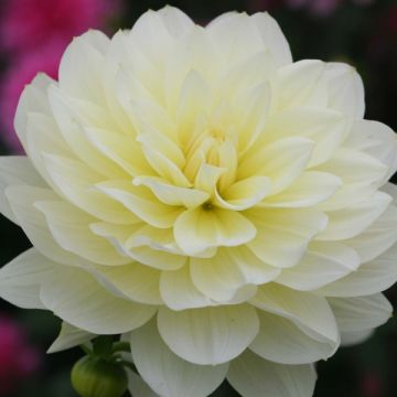 Dahlia camélia Vanilla