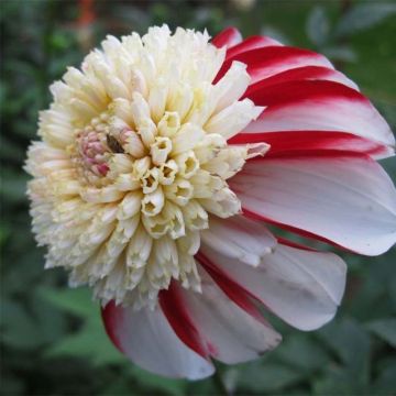 Anemonenblütige Dahlie Bon Odori