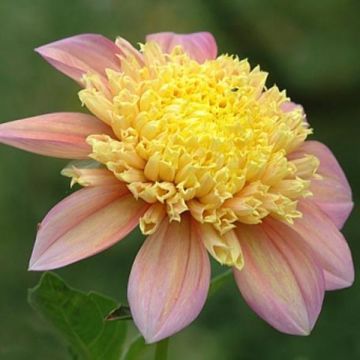 Dahlia anémone Honey