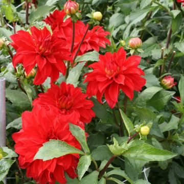 Riesenblütige Dahlie Barbarossa