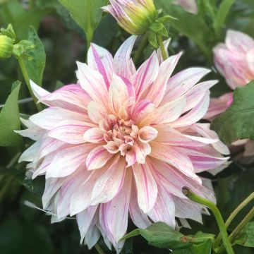 Riesenblütige Dahlie Café Au Lait Twist