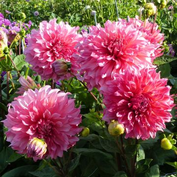 Riesenblütige Dahlie Islander