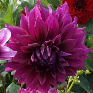 Dahlia géant Thomas Edison