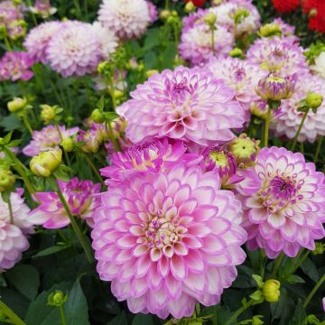 Dahlia nain Melody Dixie