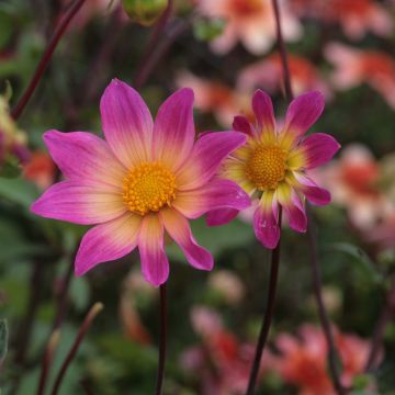 Dahlia paysage Bright Eyes