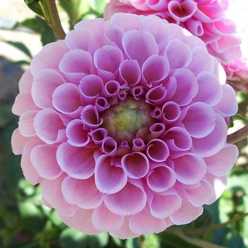 Dahlia Pompon Stolze von Berlin