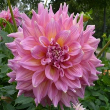 Dahlia Géant Kid's Climax