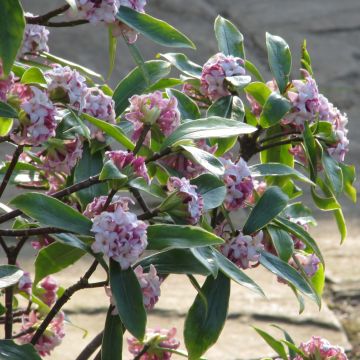 Seidelbast Aureomarginata - Daphne odora