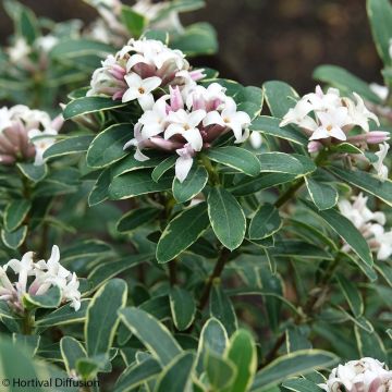 Seidelbast Summer Ice - Daphne transatlantica