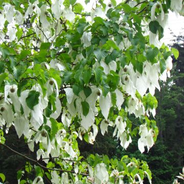 Davidia involucrata var. vilmoriniana - Taschentuchbaum