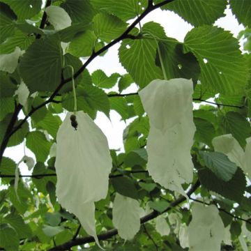 Arbre à mouchoir - Davidia involucrata