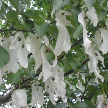 Davidia involucrata Sonoma - Taschentuchbaum