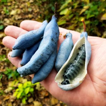 Decaisnea fargesii - Blauschotenbaum