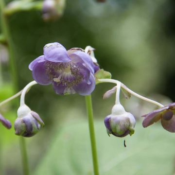 Deinanthe Blue Wonder - Scheinhortensie