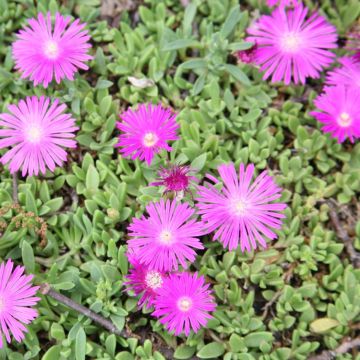 Delosperma Table Mountain