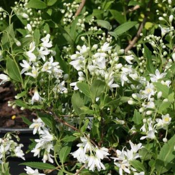 Deutzia gracilis Nikko