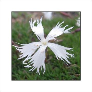 Dianthus Berlin Snow - Oeillet nain