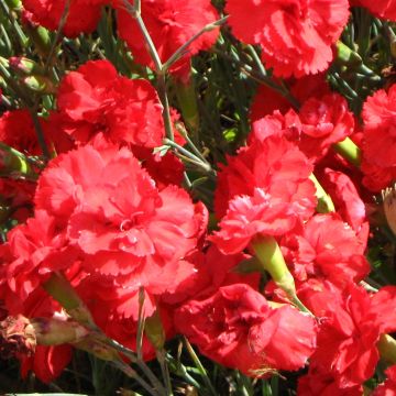 Feder-Nelke David - Dianthus plumarius