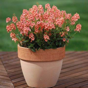 Diascia Sundascia Up Peach - Lachsblume