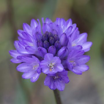 Dichelostemma congestum - Feuerwerksblume