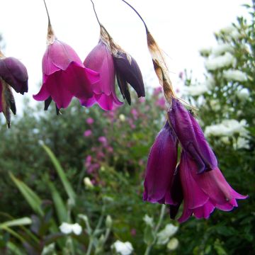 Dierama Blackberry Bells - Trichterschwertel