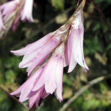 Dierama Pink Rocket - Trichterschwertel