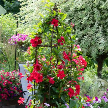 Dipladenia BELLA Compact Red - Mandevilla