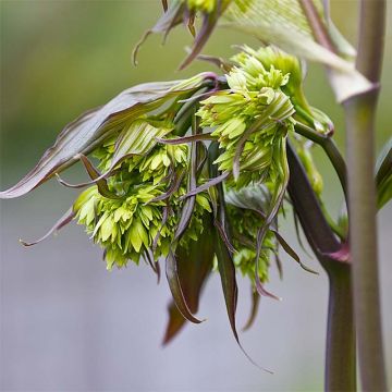 Disporum cantoniense Night Heron - Feenglöckchen