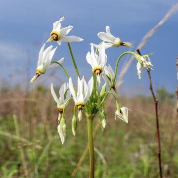 Weiße götterblume - Dodecatheon meadia Album