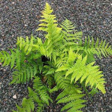 Dryopteris stewartii - Wurmfarn