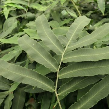 Dryopteris sieboldii - Wurmfarn