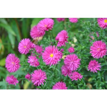 Aster dumosus Neron - Kissen-Aster