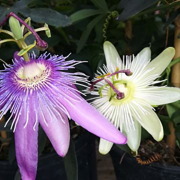 Passionsblume Duo - Passiflora