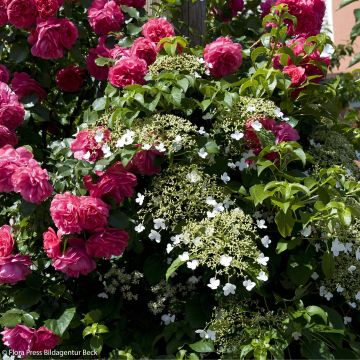 Duo Spitze - Silber-Weide Laguna + Kletter-Hortensie