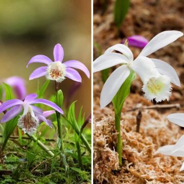 Gartenorchideen-Duo - Formosa-Pleiones