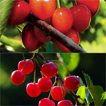 Farbige Sauerkirschen-Befruchter im Wurzelbereich