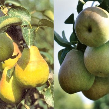 Zwergbirnbaum-Pollinatorduo in Halbstammhöhe