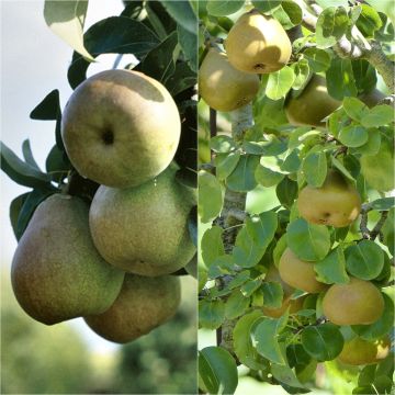 Klassische Zwergbirnbaum-Bestäuber-Duo im Becher