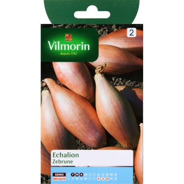 Schalotte Zebrune - Vilmorin